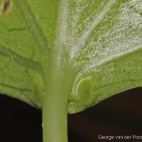 Adenia hondala (Gaertn.) W.J.de Wilde
